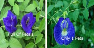 blue pea flower different type