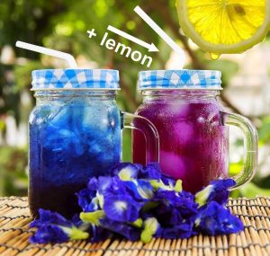 Blue Butterfly Pea Flower Tea